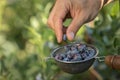 Man picking blue heath berries from home garden in metal colander with wooden hand. Royalty Free Stock Photo