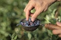 Man picking blue heath berries from home garden in metal colander with wooden hand. Royalty Free Stock Photo