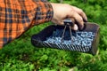 Man is picking blueberries with a special comb Royalty Free Stock Photo