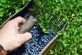 Man is picking blueberries with a special comb Royalty Free Stock Photo