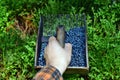 Man is picking blueberries with a special comb Royalty Free Stock Photo