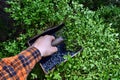 Man is picking blueberries with a special comb Royalty Free Stock Photo