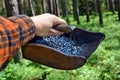 Man is picking blueberries with a special comb Royalty Free Stock Photo