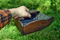 Man is picking blueberries with a special comb Royalty Free Stock Photo
