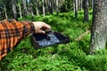 Man is picking blueberries with a special comb Royalty Free Stock Photo