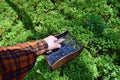 Man is picking blueberries with a special comb Royalty Free Stock Photo