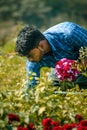 A man picking colorful flowers from a picturesque field Royalty Free Stock Photo