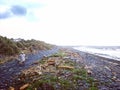 A man picking driftwood and walk by on the beach.