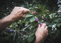 A man picking fresh plums