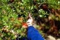 A man is picking fruit from a tree Royalty Free Stock Photo