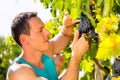 Man picking grapes with shear at harvest time Royalty Free Stock Photo