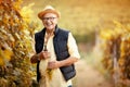 Man picking mature grapes on vineyard Royalty Free Stock Photo