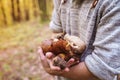 Man picking mushrooms Royalty Free Stock Photo