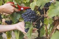 man picking red wine grapes Royalty Free Stock Photo