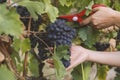 man picking red wine grapes Royalty Free Stock Photo