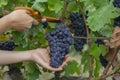 man picking red wine grapes on vine in vineyard.harvest of blue grapes. fields vineyards ripen grapes for wine Royalty Free Stock Photo