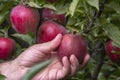 man picking ripe red apples from a tree on garden Royalty Free Stock Photo