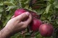 man picking ripe red apples from a tree on garden Royalty Free Stock Photo