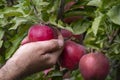 man picking ripe red apples from a tree on garden Royalty Free Stock Photo