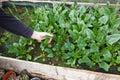 man picking spinach leaves for harvesting. spinach harvesting in the greenhouse Royalty Free Stock Photo
