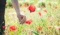 Man picking up red poppies. Poppy field