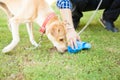 Man picking up some dog poop