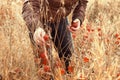 Man picking wild physalis in the autumn field