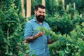 Man picking wine grapes on vine in vineyard. Harvest of grapes. Fields vineyards ripen grapes for wine. Gardening