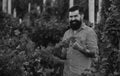 Man picking wine grapes on vine in vineyard. Harvest of grapes. Fields vineyards ripen grapes for wine. Gardening