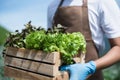 man picks of salad greens in the garden. in the morning Royalty Free Stock Photo