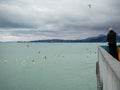 Man on the pier against the backdrop of seagulls. People feed the seagulls. Beautiful seascape in cloudy weather