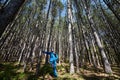 A man in a pine tree forest Royalty Free Stock Photo