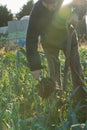 Man with Pitchfork Pulling Leek from the Ground Lens Flare Royalty Free Stock Photo