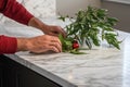 man placing a fresh chili pepper plant on a marble kitchen countertop