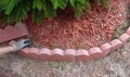 Man Placing Red Concrete Landscape Edging Royalty Free Stock Photo