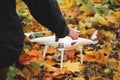 Man placing white drone in yellow autumn leaves Royalty Free Stock Photo