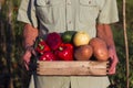 A man in a plaid shirt holds a wooden box with vegetables: red pepper, potatoes, cucumber, apple. Harvesting, vegetable garden Royalty Free Stock Photo