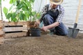 Man plant out a seedling in vegetable garden, work the soil with the garden spade, near wooden boxes full of green plants