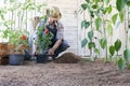 Man plant out tomatoes from the pots in to the soil of vegetable garden, works to grow and produce more, image with copy space Royalty Free Stock Photo