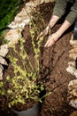 Man planting blueberry plants in a raised bed, vaccinium corymbosum