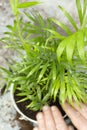 Man planting chamaedorea elegans houseplant in a pot.