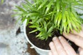 Man planting chamaedorea elegans houseplant in a pot. Royalty Free Stock Photo