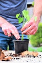 Man planting cuttings in a black flower pot on an outdoor table in the garden. Royalty Free Stock Photo