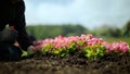 A man planting flowers in a flower bed