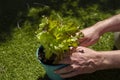 Man planting garden mint in a green metal plant pot with a lawn grass in the background. Royalty Free Stock Photo