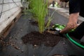 Man planting grass plants in backyard.