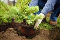 Man planting juniper plants in the yard. Seasonal works in the garden. Landscape design