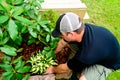 Man Planting and landscaping Royalty Free Stock Photo