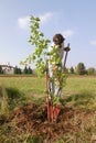 Man planting a new tree Royalty Free Stock Photo