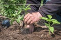 Man planting a pepper seedlings in the vegetable garden